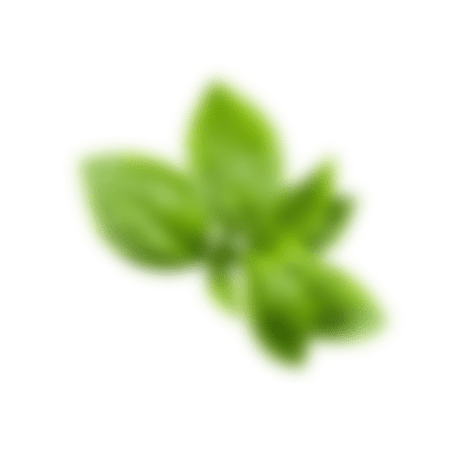 Basil leaves